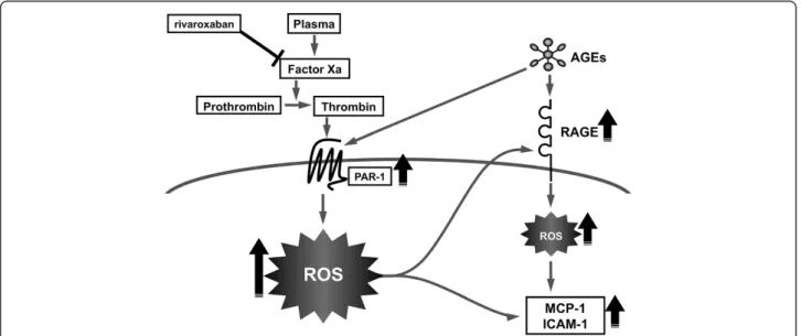 Figure 6 Possible participation of the AGE-RAGE axis in thrombin-evoked EC injury.