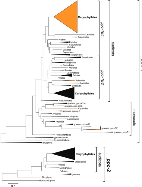 Fig. 1. Phylogenetic relationships among PEPC-encoding genes from land plants. The phylogenetic trees were obtained through Bayesian inference on each main gene lineage; group