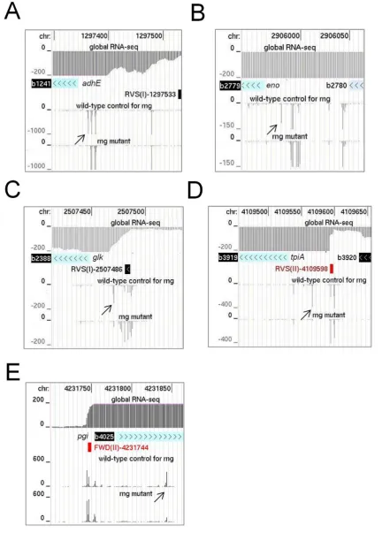 Figure 4. Sites of rng-dependent cleavage within mRNA. (A) and (B) show the RNA-seq profiles for sites at the 5′ end of adhE and eno mRNA
