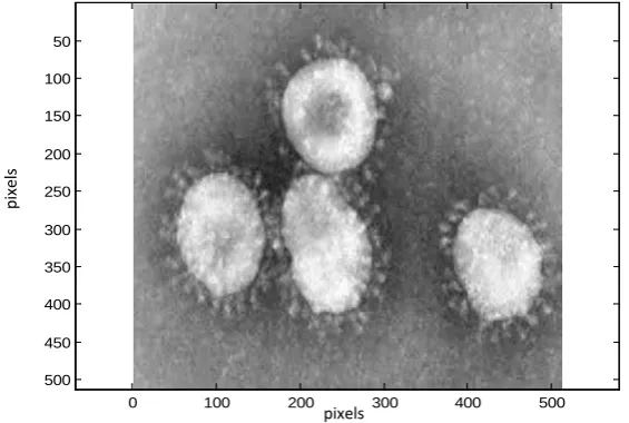 Figure 2. Corona virus image used in the processing. It has dimensions of 512 × 512 pixels