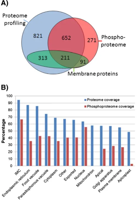Fig. 7 –phosphoproteome. A: Venn diagram of the overlap of proteinsidentified in proteome profiling experiments withphosphoproteins identified in phosphoproteomic experiments.B: The coverage of annotated subcellular locations obtained inproteome profiling 