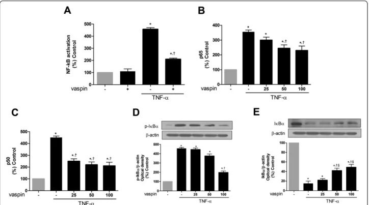 Figure 2 Vaspin inhibits TNF α-induced NF-κB activation in HAECs. The effect of vaspin on TNFα-induced NF-κB promoter activity (A)