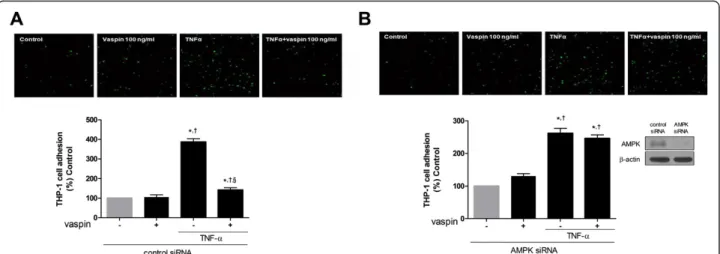 Figure 6 AMPK activation mediates the inhibitory effects of vaspin on TNF α-induced adhesion of monocytes to HAECs