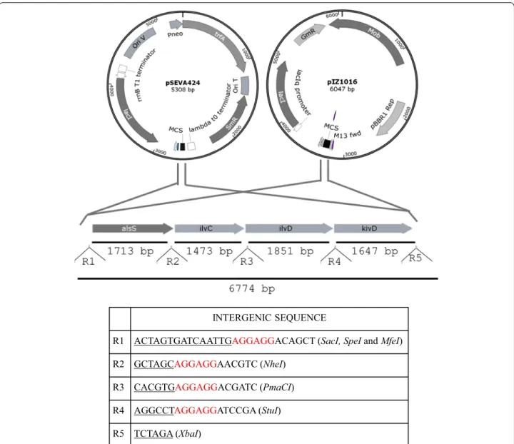 Figure 1  Schematic representation of the genes contained in the IbPSO synthetic operon