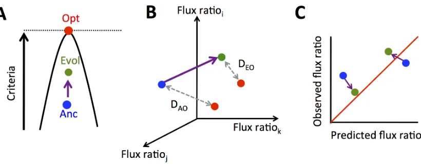 Figure 4.1: Evolution of metabolic fluxes and measures of optimality 