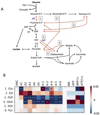 Figure 4.2: Evolved changes in central carbon metabolism for the 