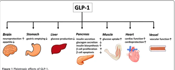 Figure 1 Pleiotropic effects of GLP-1.