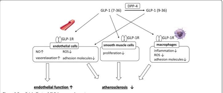 Table 1 Features of incretin-related therapy
