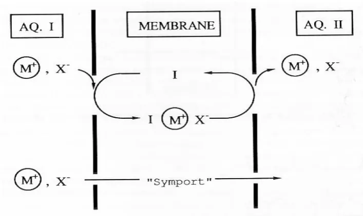 Figure  2.7. Cationic Symport.[46] 
