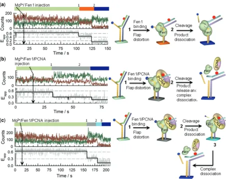 Figure 7. Single-molecule Fen1 nuclease-activity proﬁles. Dissecting binding and cleavage events was performed on surface-immobilized Flap-23a loss of the Cy5 signal due to cleavage and release of the 5ssDNA region is shown in (2) together with the Cy3 sig