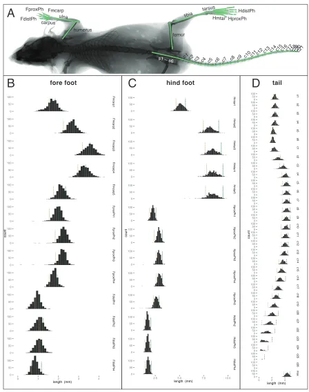 Figure 6. Trait distributions in QTL mapping cross. A. Radiograph showing traits analyzed in the F2 QTL mapping for each trait; green lines represent Vertebral length traits in the F2; “max” is the longest vertebra in the tail