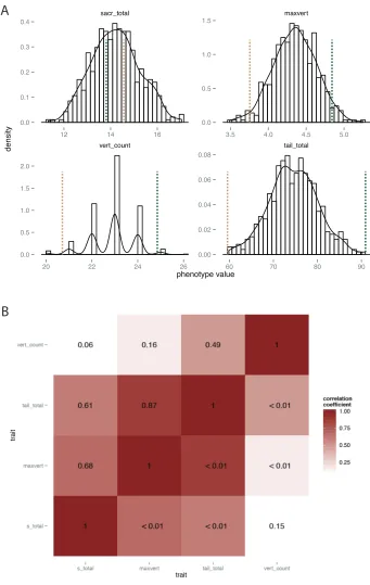 Figure 9. Distributions and correlations in tail summary traits in F2 animals. A. Histograms with density curves for sacrum length (sacr_total), length of the longest caudal vertebra (maxvert), number of caudal vertebrae (vert_count), and total tail length