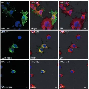 Fig. 7. Inhibition of the proteasome leads to an increasein mutant opsin. Western blot using mAb 1D4 of opsin
