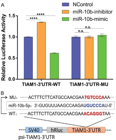 Figure 2. TIAM1 expression levels were affected by several microRNAs. Bar charts indicating the relative expres-sion levels of TIAM1 mRNA after transfection with mimics or inhibitors of different microRNAs
