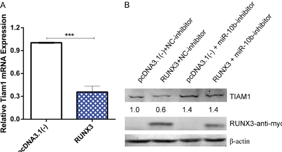 Figure 6. CBFβ/RUNX3 upregulates miR-10b-5p expression and enhances the inhibitory effects on the prolifera-tion, migration, and invasion of gastric cancer cells