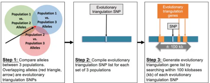 Fig. 1 Summary of evolutionary triangulation methodology. SNP, single nucleotide polymorphism.