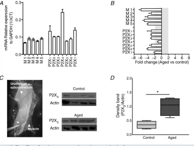 Figure 6. The effect of ageing on gene and protein expression in the mucosa