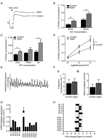 Figure 3. The effect of ageing on detrusor function and gene expression