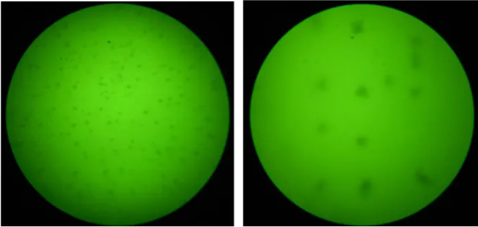 Figure 1. Distribution of clusters of Ni atoms on silicon sample surface (INFRA-I—infrared mi-croscope photo depict)