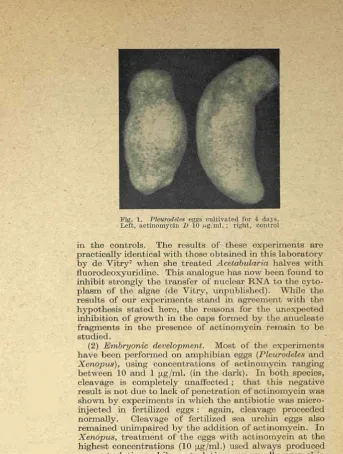 Fig. 1. Left, actinomycin