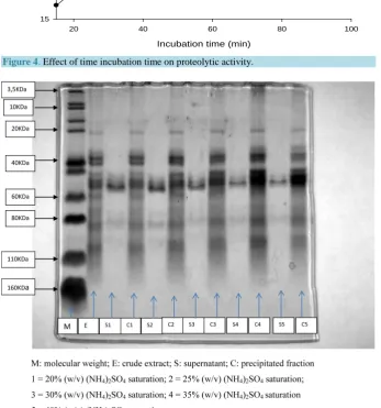 Figure 4. Effect of time incubation time on proteolytic activity. 