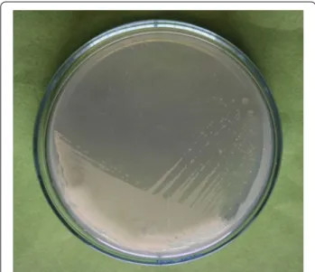 Table 1 Morphological and  physiological characteristics  of isolate Arthrobacter sp. NFH5