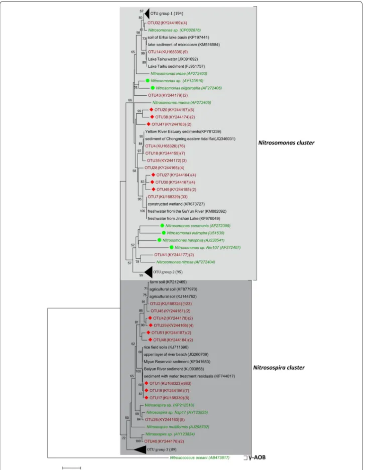 Fig. 3  Neighbor-joining phylogenetic tree of bacterial amoA