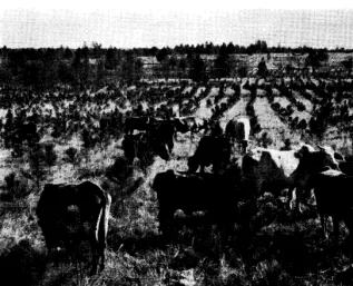 FIGURE 4. Browsing damage to these pines was light under managed, yearlong grazing despite utilization averaging more than 60 percent