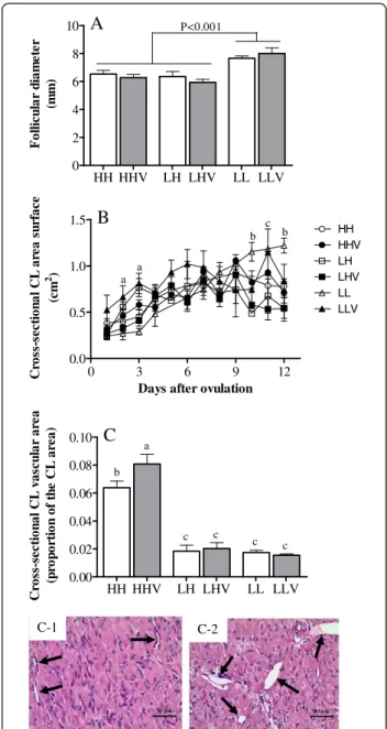 Figure 2 Characteristics of the main ovarian structures in cycling sheep at a high altitude