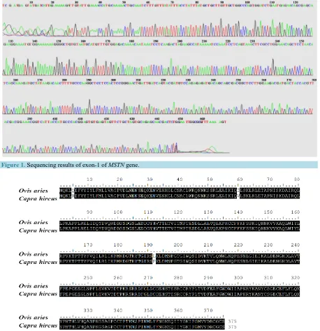 Figure 1. Sequencing results of exon-1 of MSTN gene.  