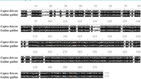 Figure 3. Comparative alignment of the myostatin amino acid sequence from Bos taurus and Capra hircus