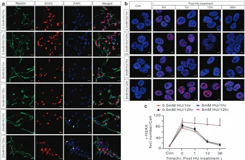 Figure 1Persistent DNA damage induced by HU treatment. (three independent experiments