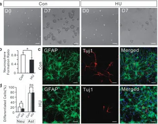 Figure 2Proliferation and differentiation of HU-treated NSCs. (experiments. *Meanthe neuronal marker (Tuj1) and the astrocyte marker (GFAP)