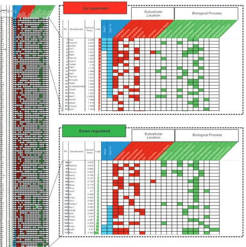 Figure 4Heatmap analysis of differentially expressed proteins post HU treatment. The GO information was obtained from Gene Ontology Annotation database