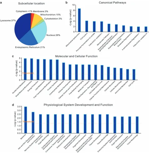 Figure 5Biological function analysis of the differentially expressed proteins post HU treatment