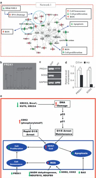 Figure 6Candidate genes and pathways identiﬁed through the NSC cellular aging model associated with aging characteristics