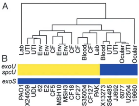 Fig. 2. Phylogenetic analysis of P. aeruginosa isolates based on genome content indicates a limited clonal relationship but no correlation with disease