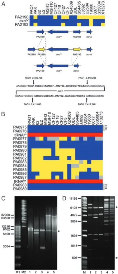 Fig. 3. Analysis of polymorphic genes and variable segments associated with type III secreted effector-encoding genes