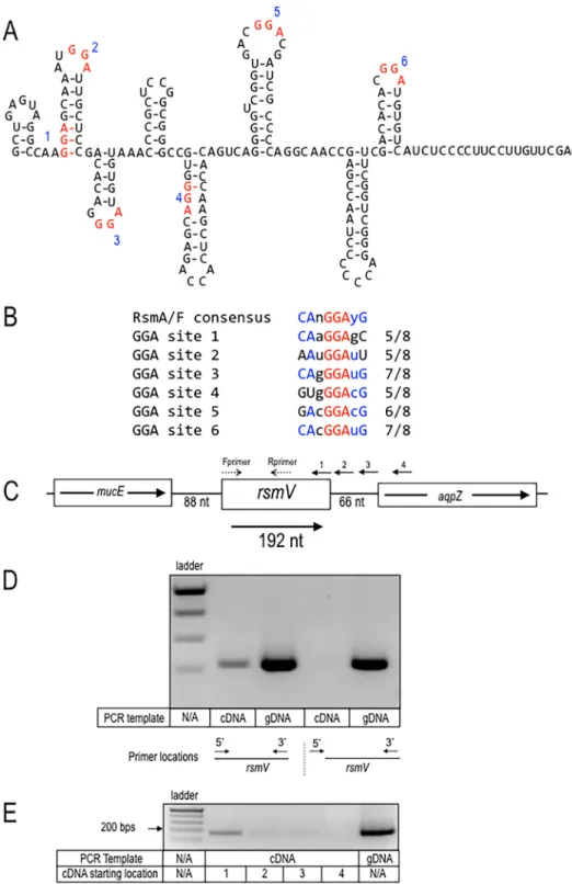 FIG  1  Predicted  structure  of  RsmV  and  genomic  context.  (A)  Predicted  mFold  structure  of  RsmV