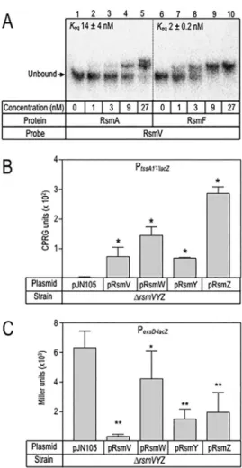 FIG  2  RsmV  binding  and  regulatory  activity.  (A)  RsmV  was  radiolabeled  and  used  in  electrophoretic 