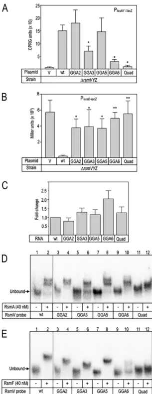 FIG  4  Functional  analyses  of  the  RsmV  mutants.  (A  and  B)  The  PA103  ΔrsmVYZ  mutant  carrying  the 