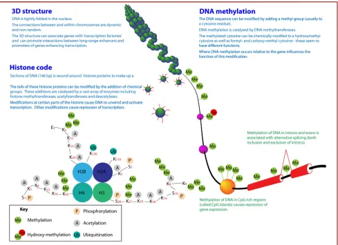 Figure 1. Types of epigenetic modiﬁcations and their potential effects on gene expression and chromatin structure.