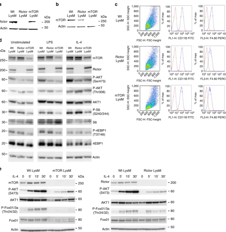 Figure 1 | Tissue macrophage composition not affected by macrophage-speciﬁc mTOR or Rictor KO
