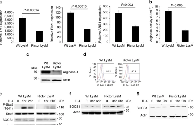 Figure 3 | M2 skewing is defective in Rictor-deﬁcient macrophages. (a) RNA expression of the M2 markers YM1, Fizz1 and Arg1 by BMDM skewed with IL-4 and restimulated with IL-4 for 24 h
