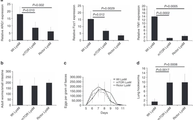 Figure 4 | mTOR and Rictor deﬁciency inhibit M2 macrophage responses to hookworm infection