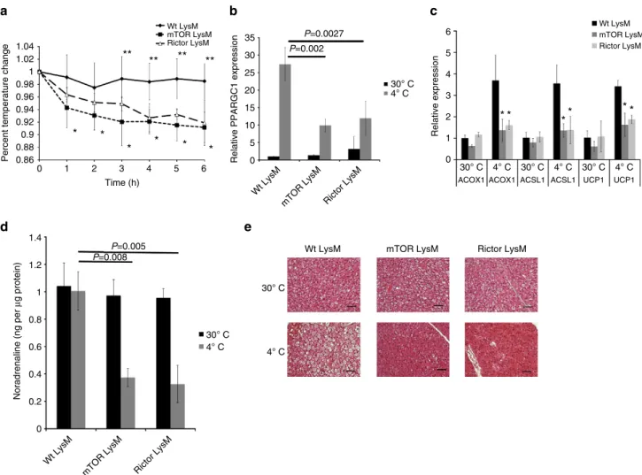 Figure 6 | mTOR LysM and Rictor LysM mice have a defect in adaptive thermogenesis. (a) Core body temperature of mice during cold challenge at 4 °C over 6 h