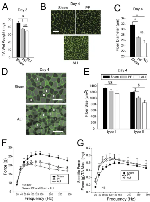 Figure 2. Acute lung injury (ALI) and pair-fed (PF) mice develop skeletal muscle atrophy