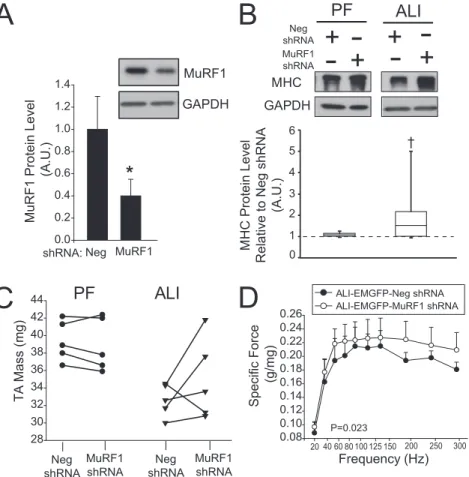 Figure 5. Muscle ring finger-1 (MuRF1) miRNA-based short hairpin (sh) RNAs effectively blocks MuRF1  pro-tein expression in pair-fed (PF) and acute lung injury (ALI) mice but increases myosin heavy chain (MHC) content only in acute lung injury (ALI) mice