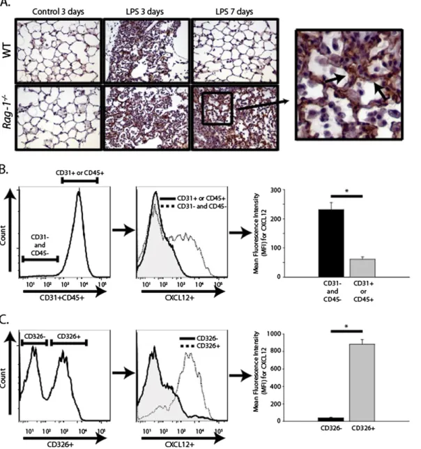 Figure 4. Epithelial cells were an important source of CXCL12  af-ter LPS-induced lung injury