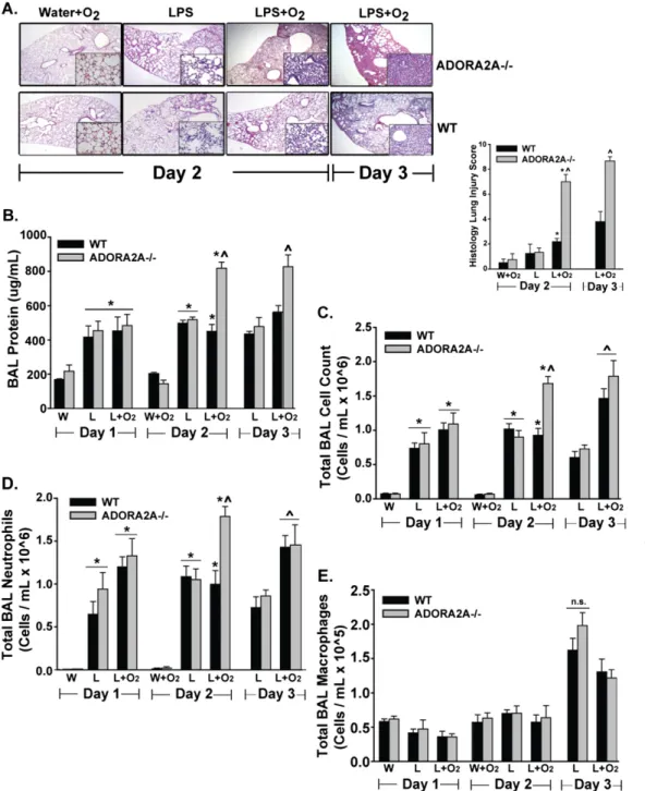 Figure 1. Anti-inflammatory A2A adenosinergic receptor–deficient (ADORA2A 2/2 ) mice exposed to LPS plus oxygen demonstrated a significant increase in lung injury compared with ADORA2A 2/2 mice exposed to LPS alone, and compared with wild-type (WT) mice ex